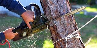 Best Utility Line Clearance  in Woodland, WA