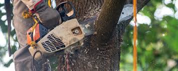 Best Seasonal Cleanup (Spring/Fall)  in Woodland, WA