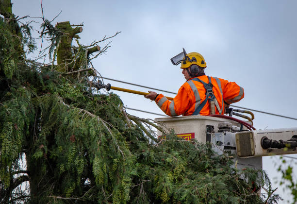 Tree and Shrub Care in Woodland, WA