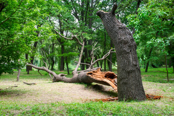 Best Root Management and Removal  in Woodland, WA