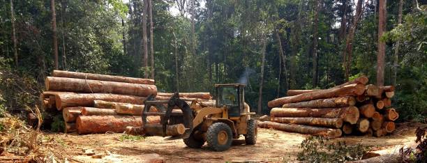 Best Tree Cabling and Bracing  in Woodland, WA