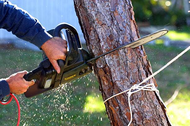 Best Tree Maintenance Programs  in Woodland, WA