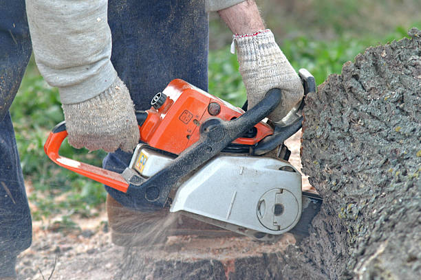 How Our Tree Care Process Works  in  Woodland, WA