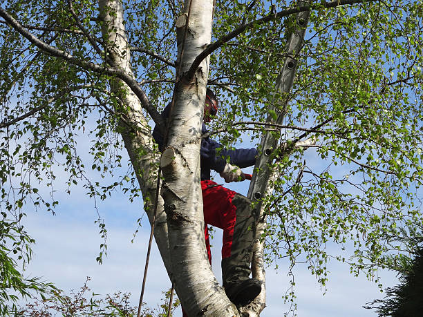 Best Soil Testing and Treatment  in Woodland, WA