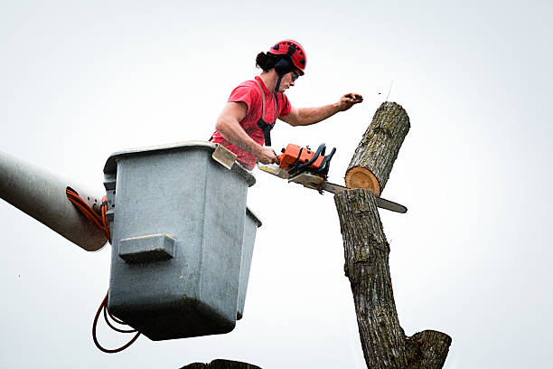 Best Tree Mulching  in Woodland, WA