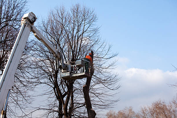 Best Tree Trimming and Pruning  in Woodland, WA