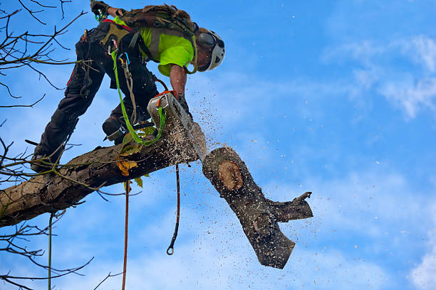 Best Hazardous Tree Removal  in Woodland, WA