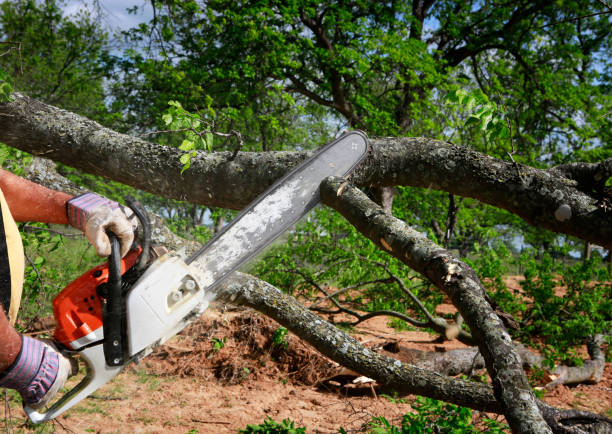 Best Tree Removal  in Woodland, WA