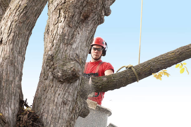 Trusted Woodland, WA Tree Care Experts